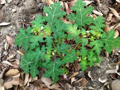 Solanum campechiense