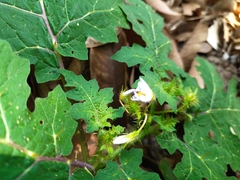Solanum campechiense