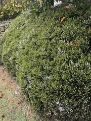 Helichrysum intermedium