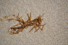 Sargassum horneri