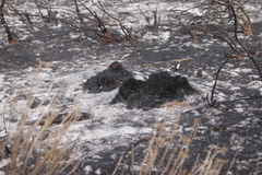 Staberoha distachyos