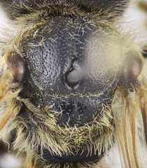 Halictus quadricinctus