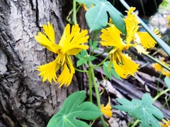 Tropaeolum seemannii
