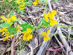 Tropaeolum seemannii