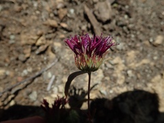 Monardella douglasii