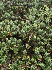 Veronica elliptica
