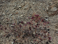 Monardella douglasii