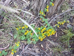Tropaeolum seemannii
