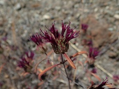 Monardella douglasii