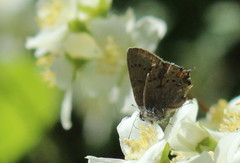 Satyrium