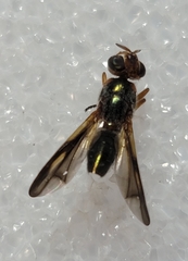 Senopterina varia