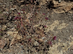 Monardella douglasii