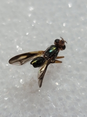 Senopterina varia