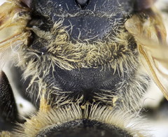 Halictus quadricinctus
