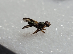 Senopterina varia