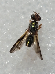 Senopterina varia