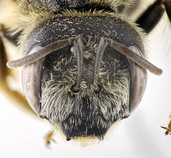 Halictus quadricinctus