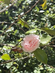 Magnoliopsida