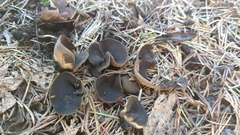 Plicaria endocarpoides