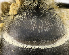 Halictus quadricinctus