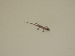 Hemidactylus boavistensis