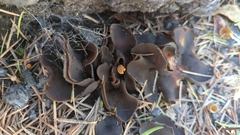 Plicaria endocarpoides