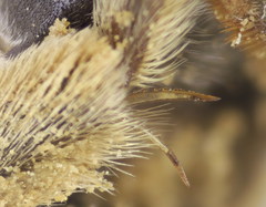 Halictus quadricinctus