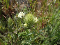 Castilleja rubicundula