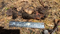 Plicaria endocarpoides