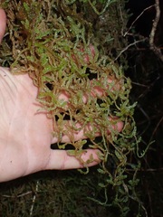 Weymouthia cochlearifolia