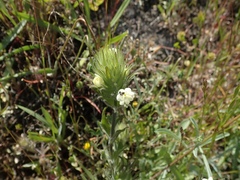 Castilleja rubicundula
