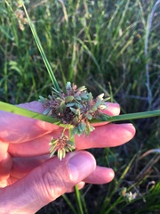 Cyperus virens