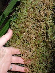 Weymouthia cochlearifolia