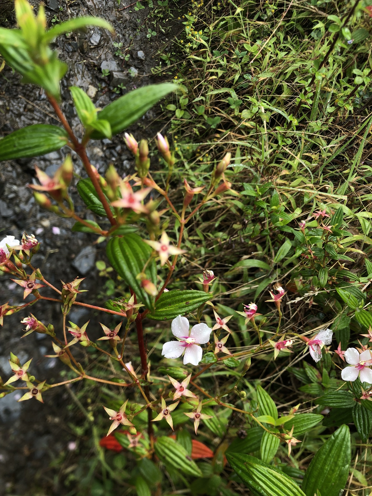 Monochaetum lineatum image