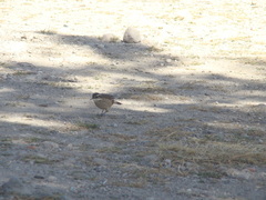 Cinclodes albiventris