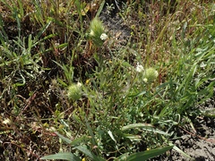 Castilleja rubicundula