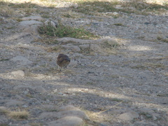 Cinclodes albiventris