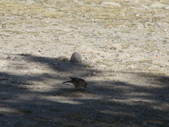 Cinclodes albiventris