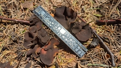 Plicaria endocarpoides