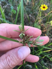 Cyperus ochraceus