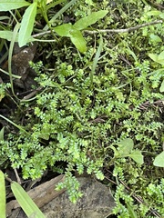 Selaginella apoda