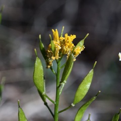 Draba mogollonica