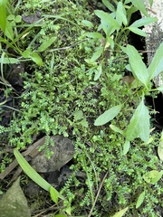 Selaginella apoda