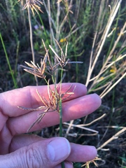 Cyperus articulatus