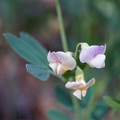Lathyrus graminifolius