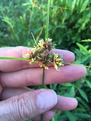 Cyperus surinamensis
