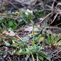 Antennaria marginata