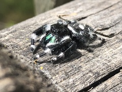 Phidippus audax