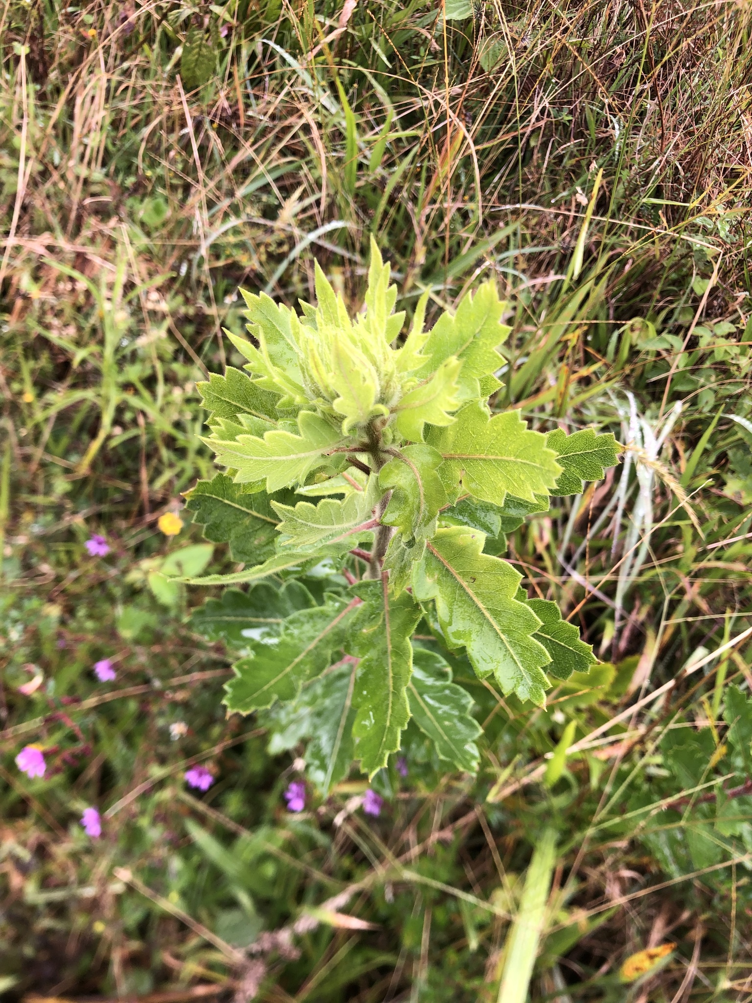 Polemoniaceae image