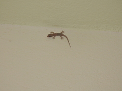 Hemidactylus boavistensis